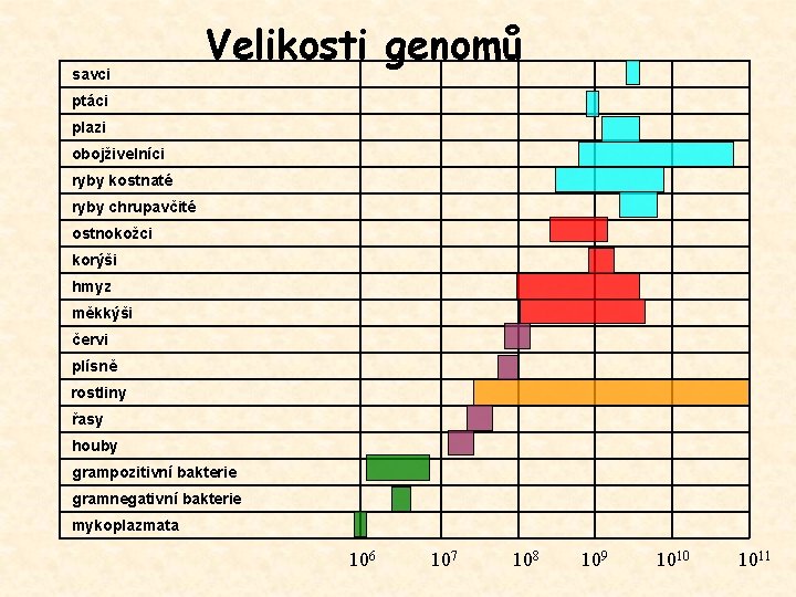  savci Velikosti genomů ptáci plazi obojživelníci ryby kostnaté ryby chrupavčité ostnokožci korýši hmyz