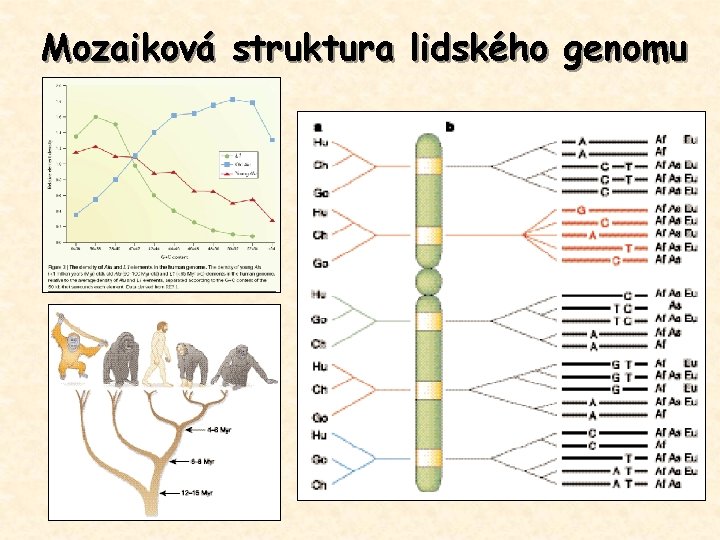 Mozaiková struktura lidského genomu 