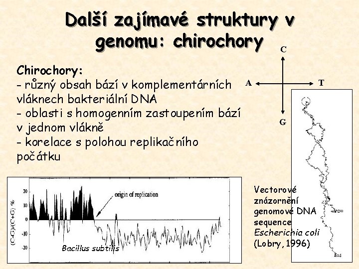 Další zajímavé struktury v genomu: chirochory C Chirochory: - různý obsah bází v komplementárních