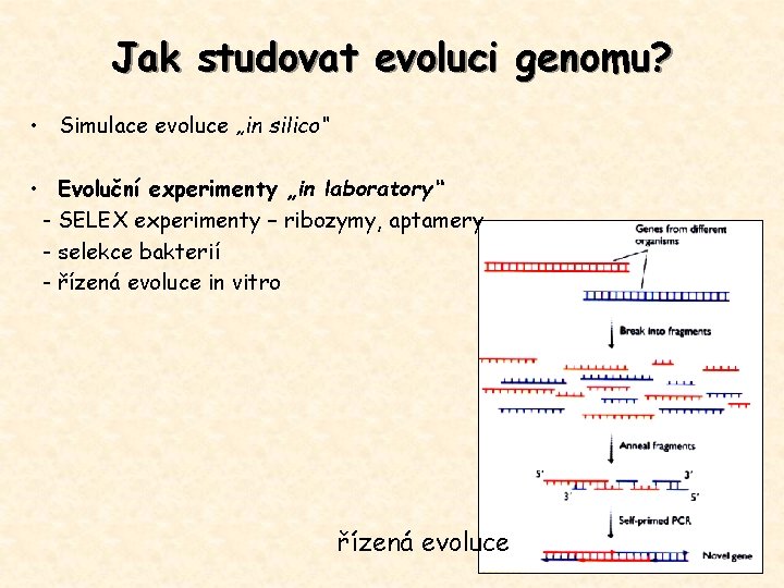 Jak studovat evoluci genomu? • Simulace evoluce „in silico“ • Evoluční experimenty „in laboratory“