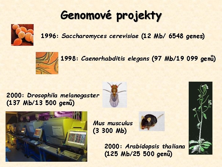 Genomové projekty 1996: Saccharomyces cerevisiae (12 Mb/ 6548 genes) 1998: Caenorhabditis elegans (97 Mb/19