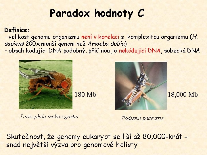 Paradox hodnoty C Definice: - velikost genomu organizmu není v korelaci s komplexitou organizmu