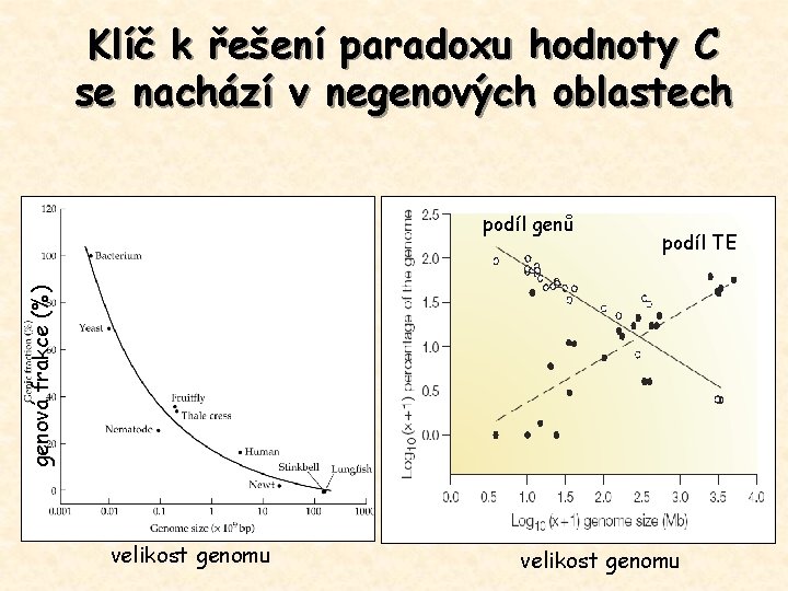 Klíč k řešení paradoxu hodnoty C se nachází v negenových oblastech podíl TE genová