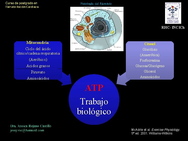 RHC- INCICh Mitocondria: Mitocondria Ciclo del ácido cítrico/cadena respiratoria (Aeróbico) Acidos grasos Piruvato Aminoácidos