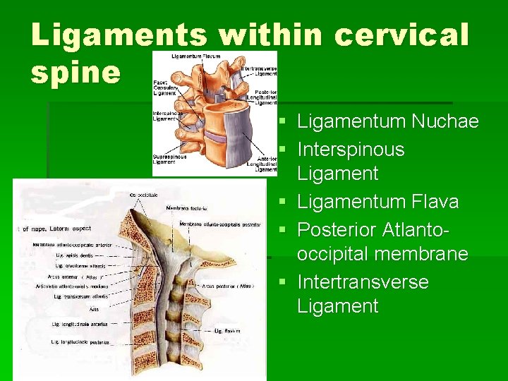 Ligaments within cervical spine § Ligamentum Nuchae § Interspinous Ligament § Ligamentum Flava § Ligaments within cervical spine § Ligamentum Nuchae § Interspinous Ligament § Ligamentum Flava §