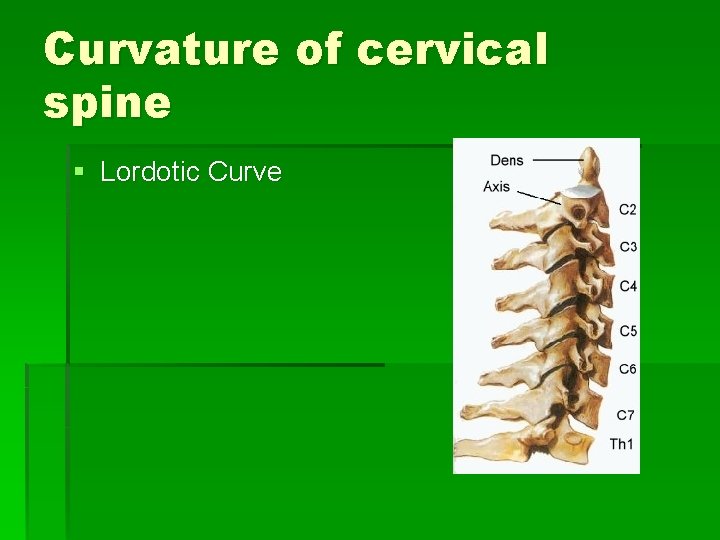 Curvature of cervical spine § Lordotic Curve 