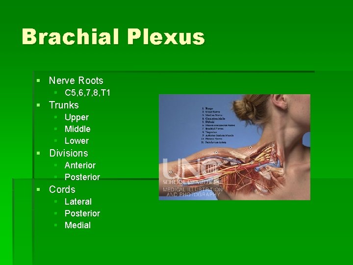 Brachial Plexus § Nerve Roots § C 5, 6, 7, 8, T 1 §