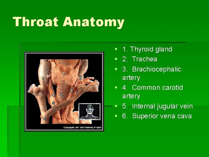 Throat Anatomy § § § 1. Thyroid gland 2. Trachea 3. Brachiocephalic artery 4. Throat Anatomy § § § 1. Thyroid gland 2. Trachea 3. Brachiocephalic artery 4.