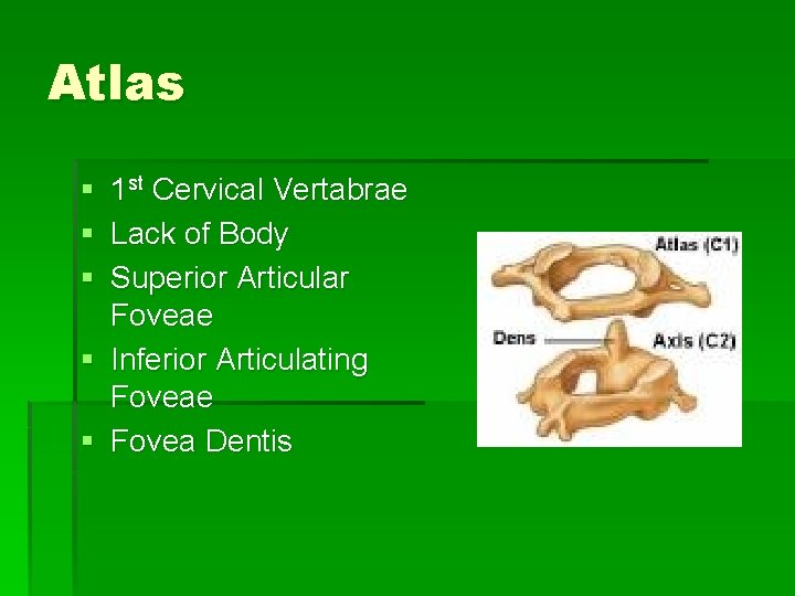 Atlas § 1 st Cervical Vertabrae § Lack of Body § Superior Articular Foveae Atlas § 1 st Cervical Vertabrae § Lack of Body § Superior Articular Foveae