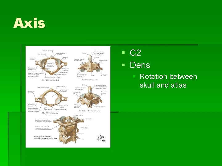 Axis § C 2 § Dens § Rotation between skull and atlas Axis § C 2 § Dens § Rotation between skull and atlas