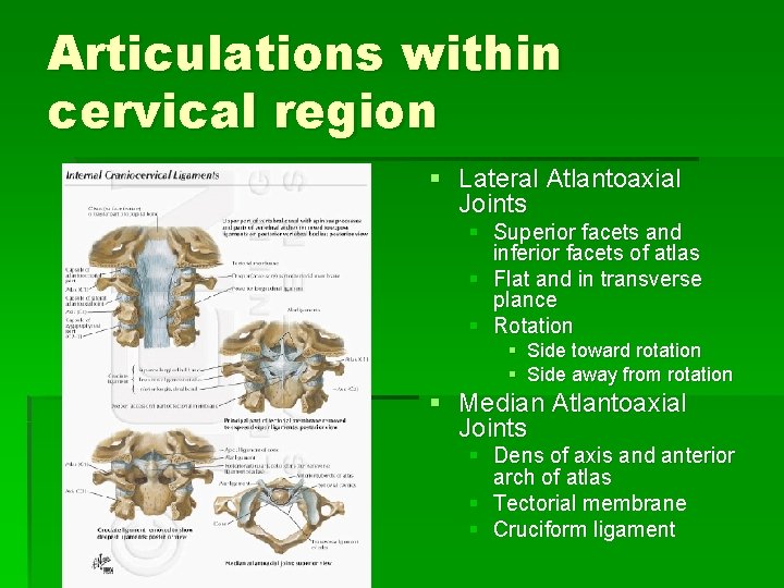 Articulations within cervical region § Lateral Atlantoaxial Joints § Superior facets and inferior facets