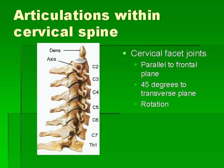 Articulations within cervical spine § Cervical facet joints § Parallel to frontal plane § Articulations within cervical spine § Cervical facet joints § Parallel to frontal plane §