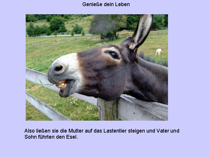 Genieße dein Leben Also ließen sie die Mutter auf das Lastentier steigen und Vater