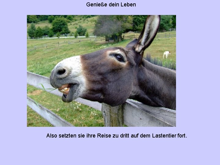 Genieße dein Leben Also setzten sie ihre Reise zu dritt auf dem Lastentier fort.