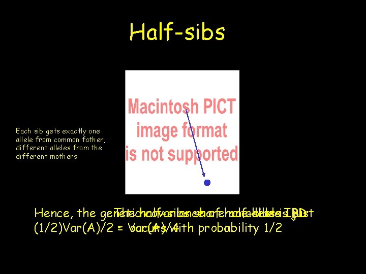 Half-sibs Each sib gets exactly one allele from common father, different alleles from the