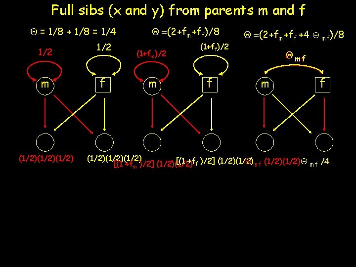 Full sibs (x and y) from parents m and f Q = 1/8 +