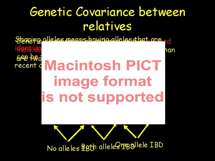 Genetic Covariance between relatives Sharing meansarise having alleles two thatrelated are Genetic alleles covariances