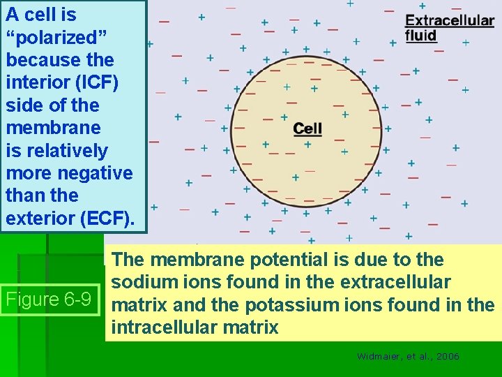 A cell is “polarized” because the interior (ICF) side of the membrane is relatively