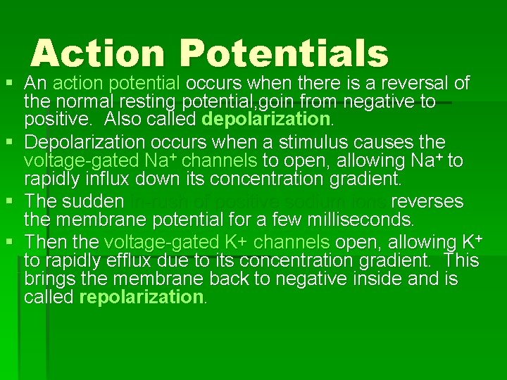 Action Potentials § An action potential occurs when there is a reversal of the