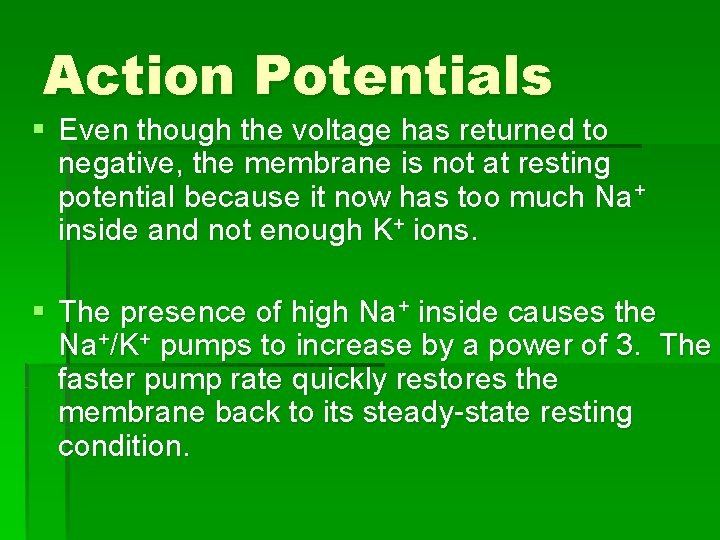 Action Potentials § Even though the voltage has returned to negative, the membrane is