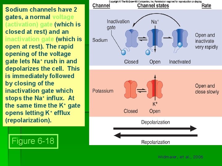 Sodium channels have 2 gates, a normal voltage (activation) gate (which is closed at