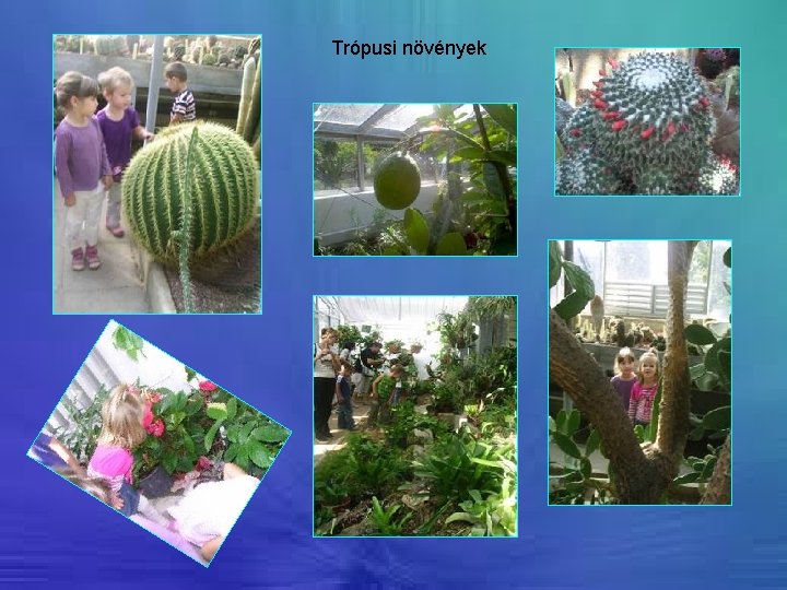 Trópusi növények 