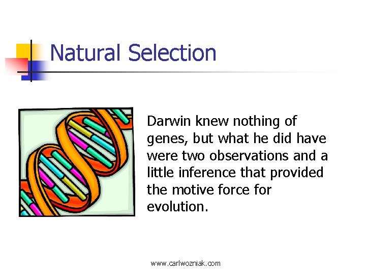 Natural Selection Darwin knew nothing of genes, but what he did have were two