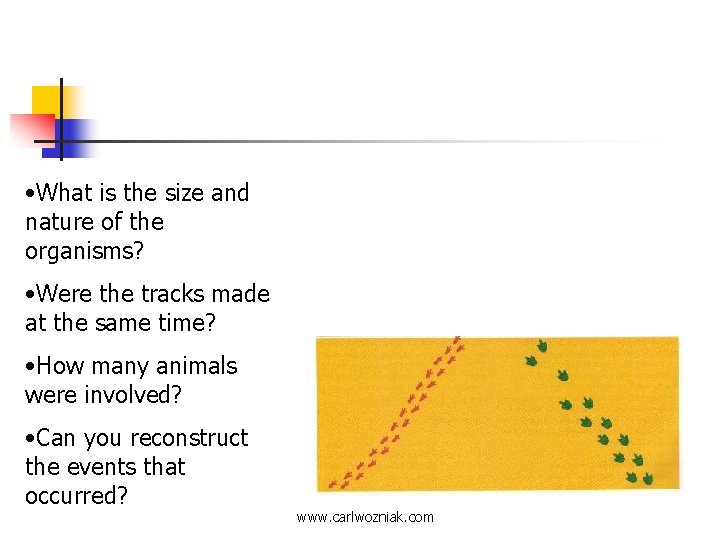  • What is the size and nature of the organisms? • Were the