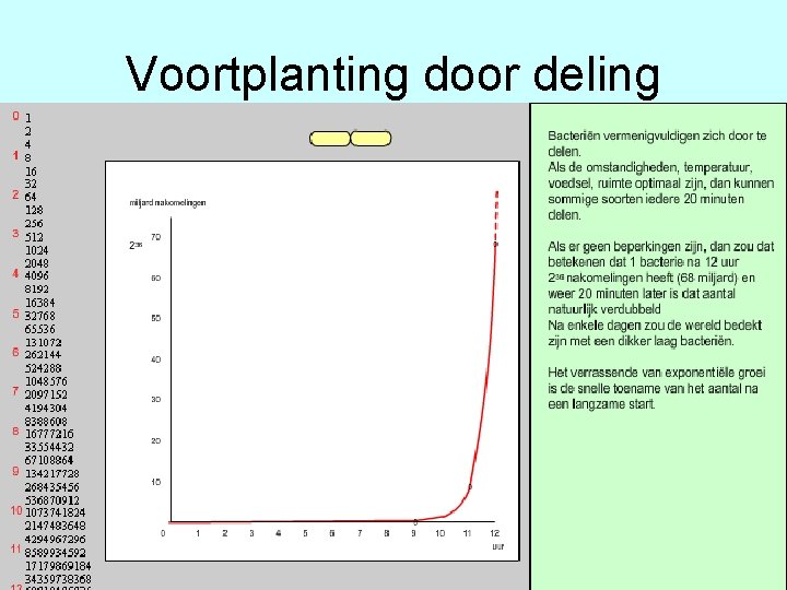 Voortplanting door deling 