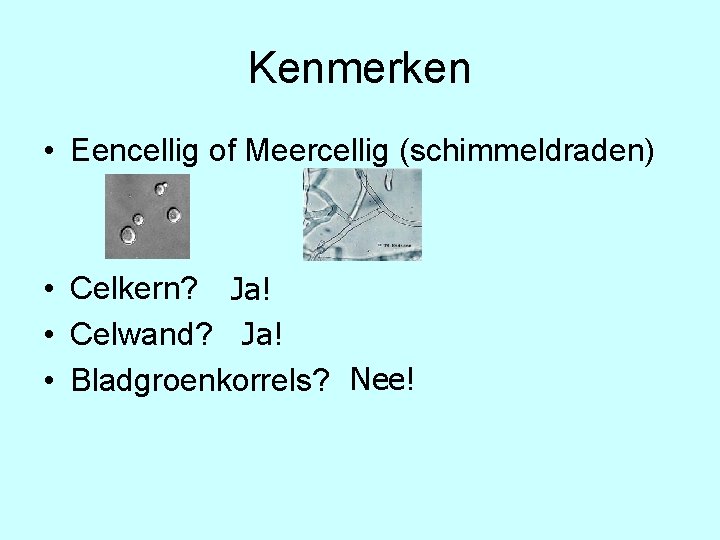 Kenmerken • Eencellig of Meercellig (schimmeldraden) • Celkern? Ja! • Celwand? Ja! • Bladgroenkorrels?