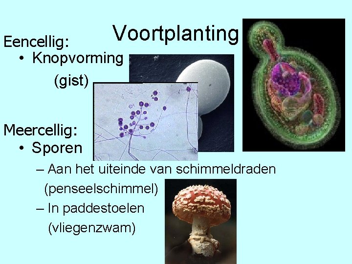 Voortplanting Eencellig: • Knopvorming (gist) Meercellig: • Sporen – Aan het uiteinde van schimmeldraden