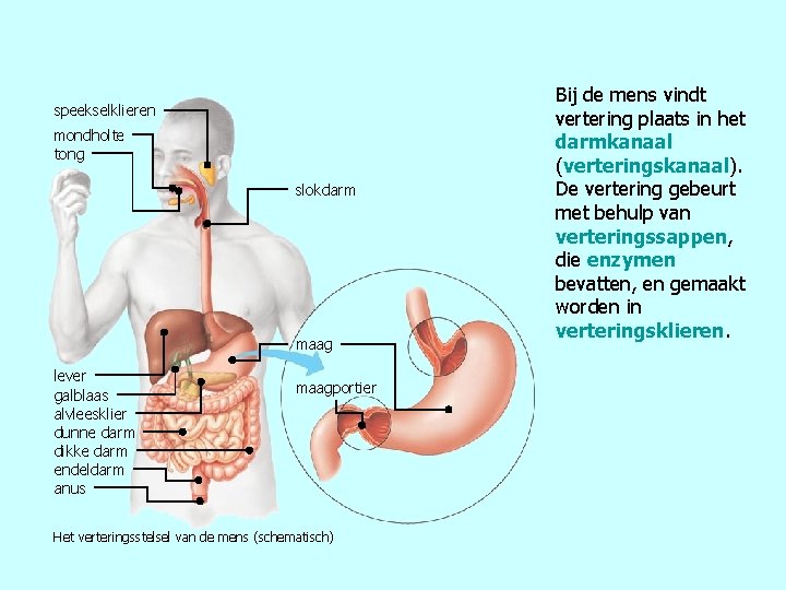 speekselklieren mondholte tong slokdarm maag lever galblaas alvleesklier dunne darm dikke darm endeldarm anus