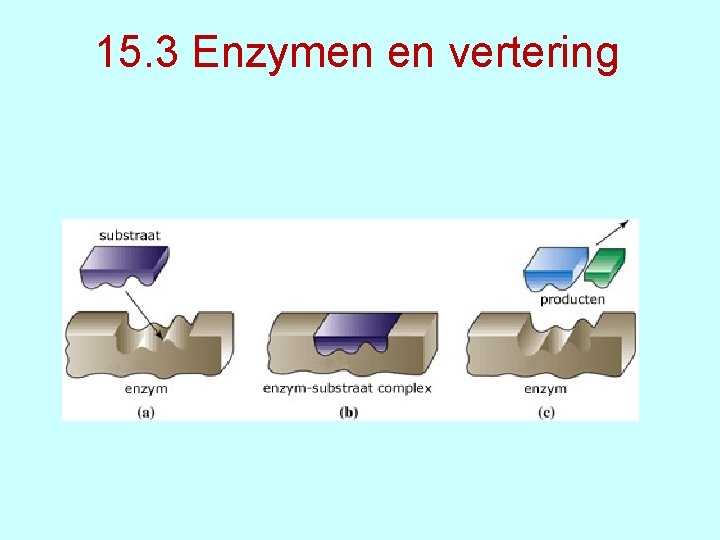 15. 3 Enzymen en vertering 