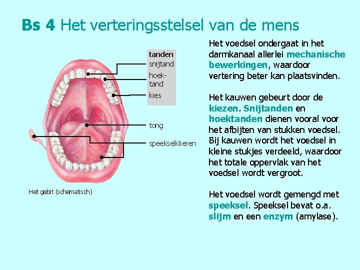 Bs 4 Het verteringsstelsel van de mens tanden snijtand hoektand kies tong speekselklieren Het