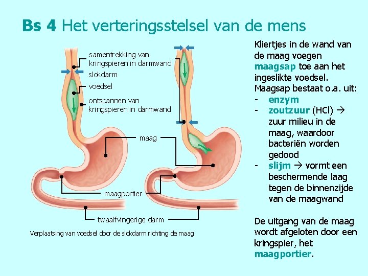 Bs 4 Het verteringsstelsel van de mens samentrekking van kringspieren in darmwand slokdarm voedsel