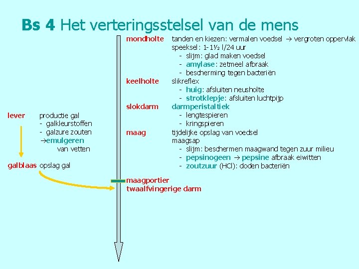 Bs 4 Het verteringsstelsel van de mens mondholte keelholte slokdarm lever productie gal -