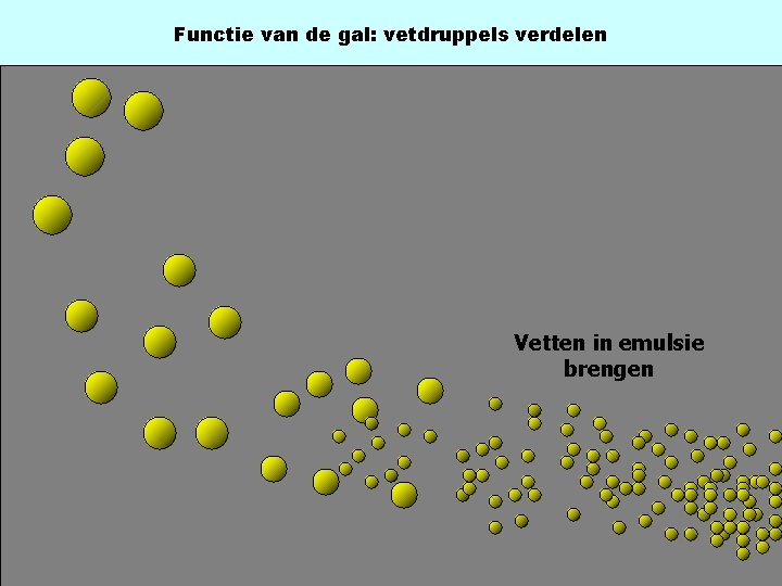 Functie van de gal: vetdruppels verdelen GAL Vetten in emulsie brengen 