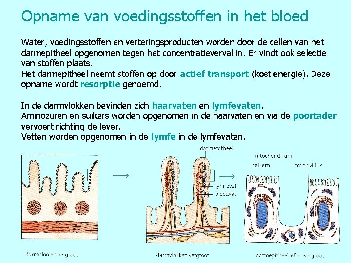 Opname van voedingsstoffen in het bloed Water, voedingsstoffen en verteringsproducten worden door de cellen