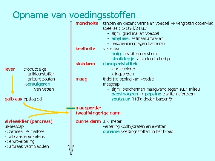 Opname van voedingsstoffen mondholte keelholte slokdarm lever productie gal - galkleurstoffen - galzure zouten