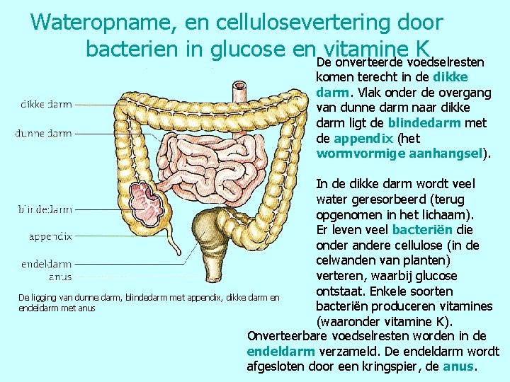 Wateropname, en cellulosevertering door bacterien in glucose en. Devitamine K onverteerde voedselresten komen terecht