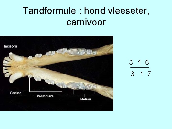 Tandformule : hond vleeseter, carnivoor 3 1 6 3 1 7 