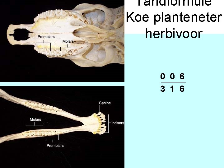 Tandformule Koe planteneter herbivoor 0 0 6 3 1 6 