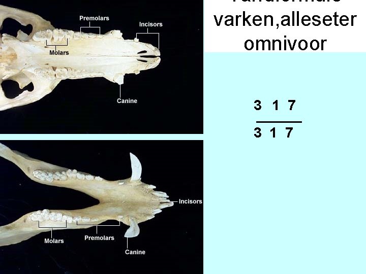 Tandformule varken, alleseter omnivoor 3 1 7 