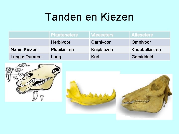 Tanden en Kiezen Planteneters Vleeseters Alleseters Herbivoor Carnivoor Omnivoor Naam Kiezen: Plooikiezen Knipkiezen Knobbelkiezen