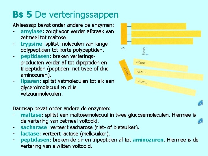 Bs 5 De verteringssappen Alvleessap bevat onder andere de enzymen: - amylase: zorgt voor