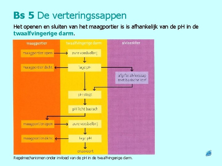 Bs 5 De verteringssappen Het openen en sluiten van het maagportier is is afhankelijk