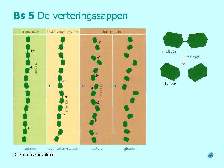 Bs 5 De verteringssappen De vertering van zetmeel 