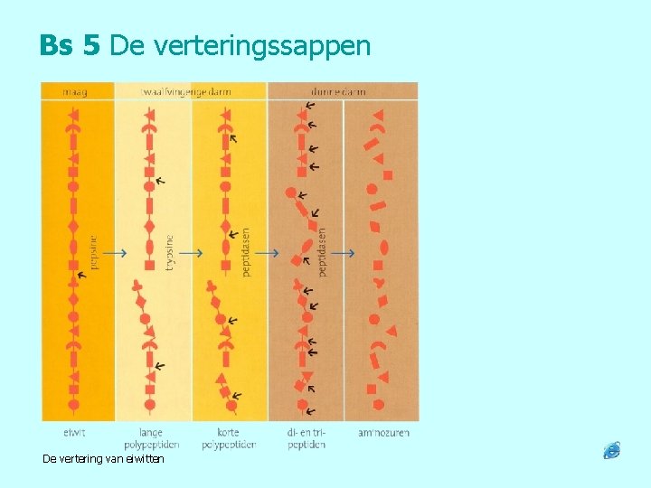 Bs 5 De verteringssappen De vertering van eiwitten 