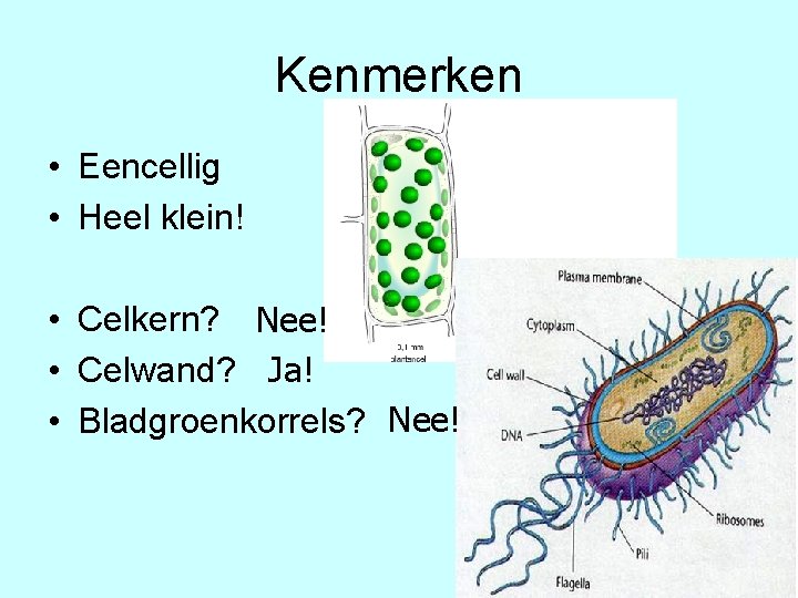 Kenmerken • Eencellig • Heel klein! • Celkern? Nee! • Celwand? Ja! • Bladgroenkorrels?