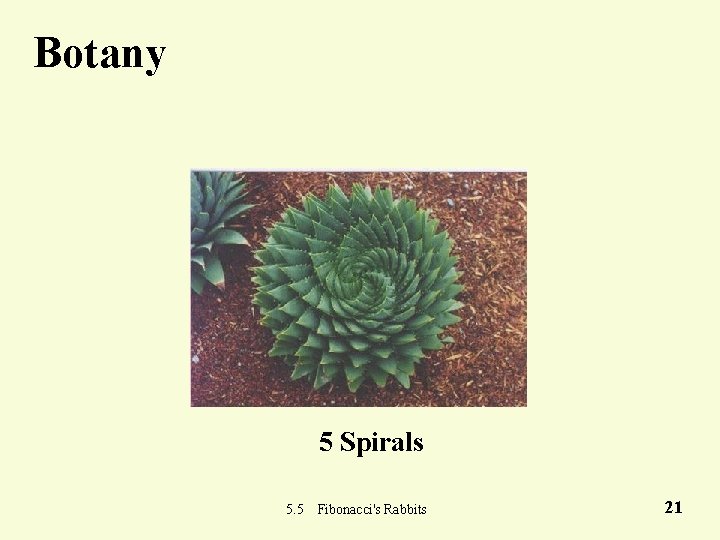 Botany 5 Spirals 5. 5 Fibonacci's Rabbits 21 